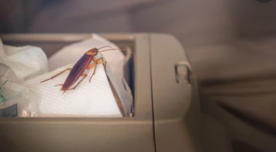 Bug inside the car